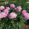 Пион травянистый Мисс Экхарт