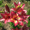 Лилия ЛА-гибрид Ройал Презент