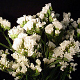 Статица КИС Вайт