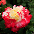 Роза чайно-гибридная Фоти Найнэ Роза чайно-гибридная Фоти Найнэ