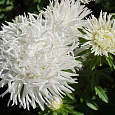 Астра коготковая Белая