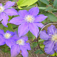 Клематис крупноцветковый Беата Клематис крупноцветковый Беата