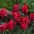 Тюльпан попугайный Эрна Линдгрин