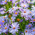 Астра сердцелистная Little Carlow Астра сердцелистная Little Carlow