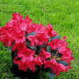 Рододендрон ползучий Скарлет Вондэ