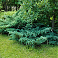 Можжевельник средний Пфитцериана Глаука