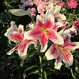 Лилия ЛОО-гибрид Пинк Бриллиант Лилия ЛОО-гибрид Пинк Бриллиант
