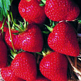 Земляника садовая Флорин