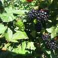 Ежевика Кайова Ежевика Кайова