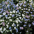 Незабудка Смесь