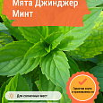 Мята Джинджер Минт