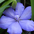 Клематис крупноцветковый Миссис Холмонделей