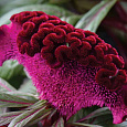 Целозия гребенчатая Дракула