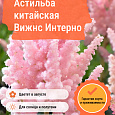 Астильба китайская Вижнс Интерно