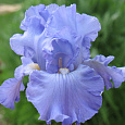 Ирис германский Harbor Blue Ирис германский Harbor Blue