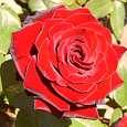 Роза чайно-гибридная Лавли ред Роза чайно-гибридная Лавли ред