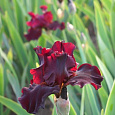 Ирис бородатый Альмаден Ирис бородатый Альмаден