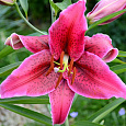 Лилия ОТ-гибрид Мисс Фея Лилия ОТ-гибрид Мисс Фея