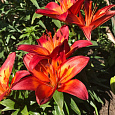 Лилия ЛА-гибрид Фиамма