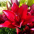 Лилия ЛА-гибрид Динамикс