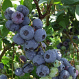 Голубика садовая Goldtraube Голубика садовая Goldtraube