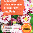 Аквилегия обыкновенная Винки Роуз энд Вайт Аквилегия обыкновенная Винки Роуз энд Вайт