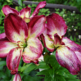 Лилия азиатская махровая Дабл Сенсейшн Лилия азиатская махровая Дабл Сенсейшн