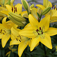 Лилия ЛА-гибрид Йеллоу Даймонд Лилия ЛА-гибрид Йеллоу Даймонд