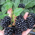 Ежевика Кайова Ежевика Кайова