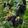 Ежевика садовая Black Butte Ежевика садовая Black Butte