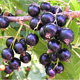 Смородина черная Тамерлан