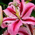 Лилия восточная Джейберд