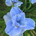 Ирис сибирский Диэ Дилайт Ирис сибирский Диэ Дилайт