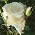 Роза чайно-гибридная Вайт Квин Элизабет Роза чайно-гибридная Вайт Квин Элизабет