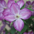 Клематис (Ломонос) гибридный Pernille