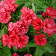 Флокс друммонда Промис Скарлет Флокс друммонда Промис Скарлет