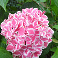 Гортензия крупнолистовая Пепперминт