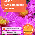 Астра кустарниковая Аннеке Астра кустарниковая Аннеке
