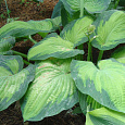 Хоста гибридная Georg Smith Хоста гибридная Georg Smith