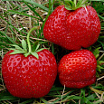 Земляника (Клубника) садовая Юния-Смайдс Земляника (Клубника) садовая Юния-Смайдс