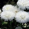 Астра пионовидная Снежная красавица