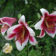 Лилия От-гибрид Фризо Лилия От-гибрид Фризо