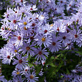 Астра сердцелистная Little Carlow Астра сердцелистная Little Carlow