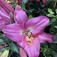 Лилия ОТ-гибрид Донато Лилия ОТ-гибрид Донато