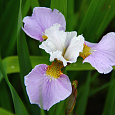 Ирис сибирский Pleasures of May Ирис сибирский Pleasures of May