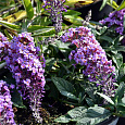 Буддлея Давида Петит Лавендер Буддлея Давида Петит Лавендер