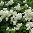 Гортензия древовидная Грандифлора
