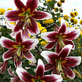 Лилия ОТ-гибрид Мисс Пэчворк Лилия ОТ-гибрид Мисс Пэчворк