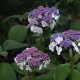 Гортензия шершавая Macrophylla
