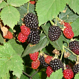 Ежевика кустистая Darroy Ежевика кустистая Darroy